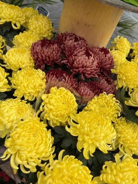 Chrysanthèmes Bicolores Jaunes et Rouges – Toussaint – Lille – Openflor Chrysanthèmes bicolores jaunes et rouges à grosses fleurs pour la Toussaint chez Openflor Lille.