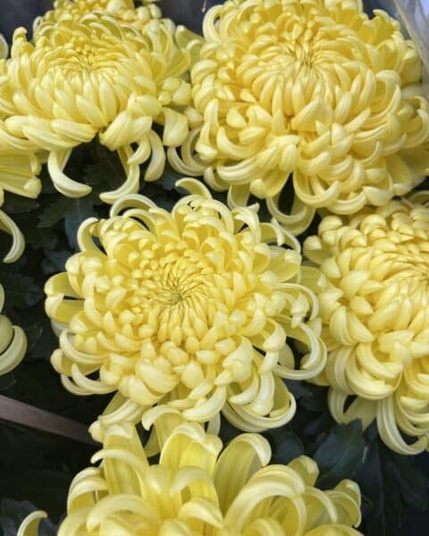 Chrysanthèmes Jaunes à Grosses Fleurs – Fleuriste Lille – Openflor Chrysanthèmes jaunes à grosses fleurs pompons pour la Toussaint chez votre fleuriste Openflor à Lille.