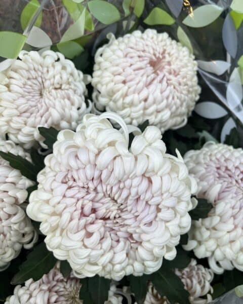 Chrysanthèmes Roses Pâles et Blancs – Fleurissement Cimetière Lille Chrysanthèmes roses pâles et blancs à grosses fleurs pour le cimetière à Lille chez Openflor.