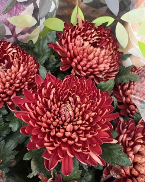 Chrysanthèmes Rouges Rouille – Collection Toussaint Lille – Openflor Chrysanthèmes rouges rouille à grosses fleurs d'automne chez votre fleuriste lillois Openflor.