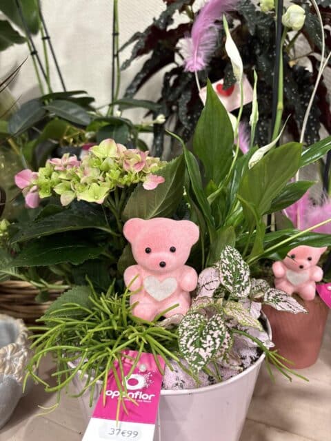 Composition de plantes et ourson tendresse – Openflor Coupe de plantes vertes avec hydrangea, spathiphyllum et un petit ourson rose, idée cadeau Saint-Valentin chez Openflor Lille.