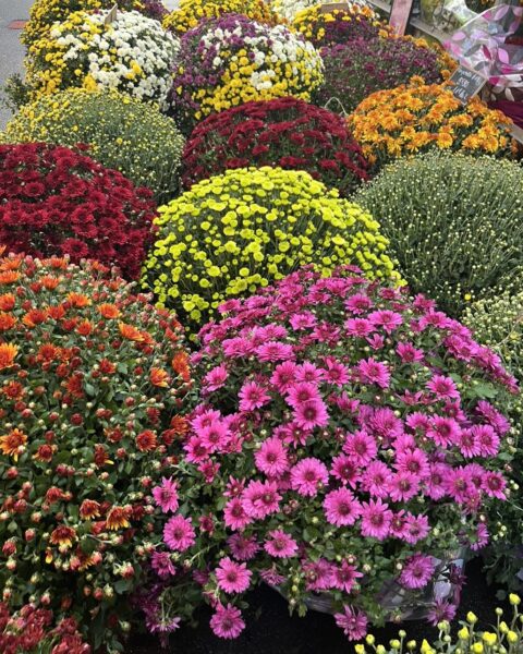 Étalage Chrysanthèmes Pomponnettes Multicolores – Toussaint – Lille – Openflor Large choix de chrysanthèmes pomponnettes jaunes, violets, rouges et oranges pour la Toussaint chez Openflor Lille.