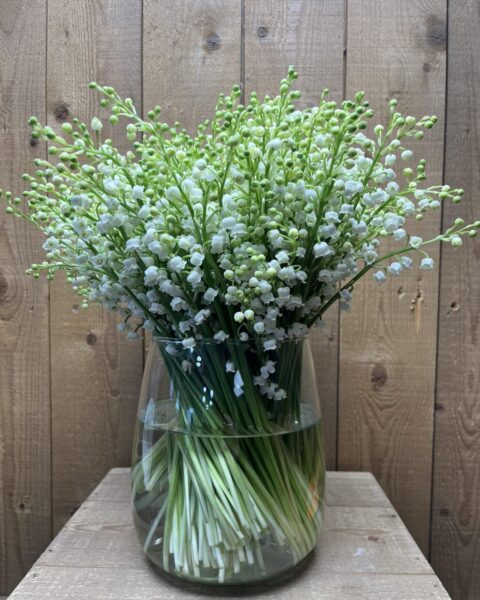 Bouquet de muguet en grand vase – Openflor Grand vase transparent rempli de nombreux brins de muguet frais aux clochettes blanches, fleuriste Openflor Lille.