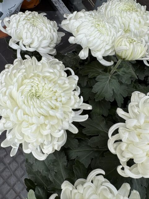 Gros Chrysanthèmes Blancs de Toussaint – Fleuriste Lille – Openflor Zoom sur de gros chrysanthèmes blancs à fleurs doubles, fleur de deuil traditionnelle chez votre fleuriste lillois Openflor.