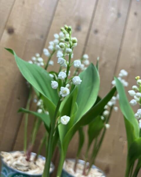 Détail muguet du 1er mai – Openflor Macrophotographie de clochettes de muguet blanches sur fond de bois, expertise fleuriste Openflor Lille.