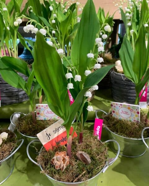Composition muguet en pot de zinc – Openflor Brin de muguet en pot de zinc avec mousse naturelle et carte "Je sème du bonheur", Openflor Lille.