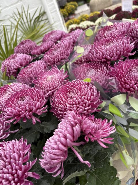 Pots de Chrysanthèmes Violets et Mauves – Collection Toussaint – Openflor Chrysanthèmes mauves et violets en pots pour le fleurissement de deuil à Lille chez Openflor.