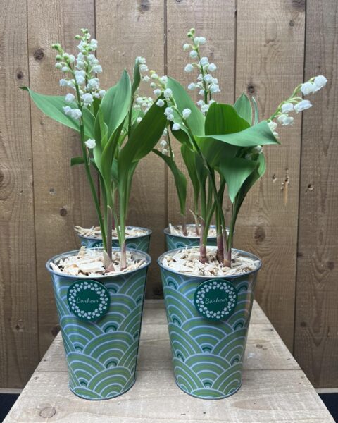 Muguet en pot graphique – Openflor Pots de muguet de Nantes avec racines dans des cache-pots métalliques verts aux motifs graphiques, Openflor Lille.
