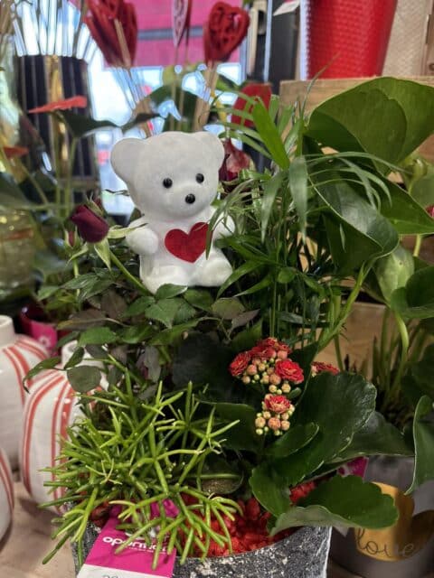 Coupe de plantes « Petit Cœur » – Fleuriste Lille Coupe de plantes vertes et fleuries (Kalanchoé) avec un ourson blanc tenant un cœur rouge, Openflor Lille.