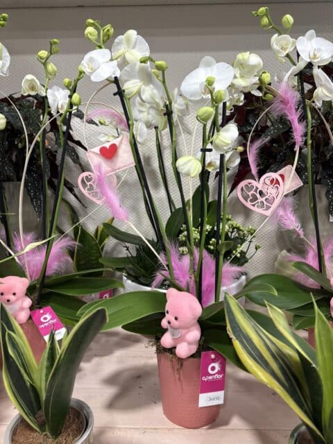 Orchidées Blanches Romantiques – Openflor Alignement d'orchidées Phalaenopsis blanches décorées de plumes roses et oursons, cadeau Saint-Valentin Lille.