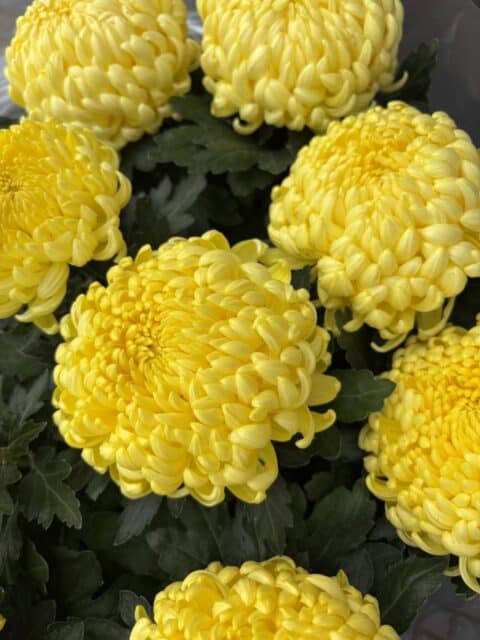 Chrysanthèmes Jaunes Majestueux de Toussaint – Fleuriste Lille Gros plan sur des fleurs de chrysanthèmes jaunes intenses pour la décoration de cimetière à Lille.