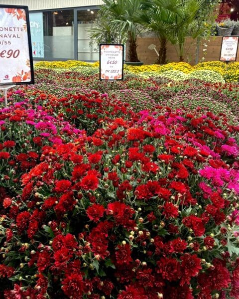 Chrysanthèmes Pomponnettes Rouges en Pots – Toussaint Lille – Openflor Grand étalage de chrysanthèmes pomponnettes rouges et roses en pots devant la boutique Openflor à Lille.