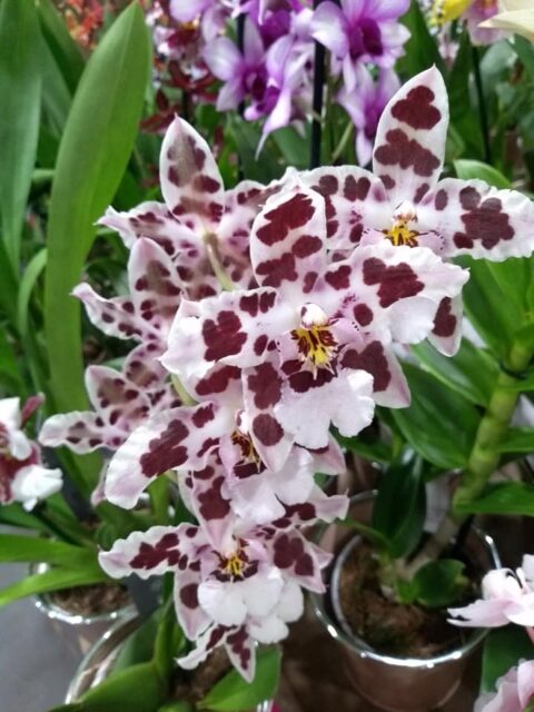 Orchidée Cambria blanche tachetée bordeaux – Fête des Mères Superbe orchidée Cambria blanche tachetée de bordeaux en pot, idée cadeau fête des mères Openflor Lille.