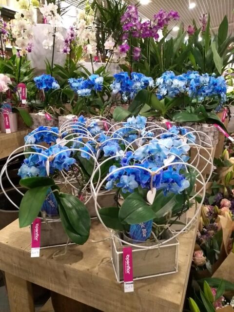 Orchidées Phalaenopsis bleues – Tendance et modernité Orchidées Phalaenopsis bleues modernes avec arceaux décoratifs blancs, tendance déco Openflor pour la fête des mères.