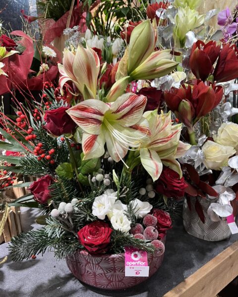 Composition de Noël traditionnelle – Amaryllis, roses et pommes givrées Centre de table de Noël avec amaryllis bicolore, roses rouges, sapin et pommes givrées, fleuriste Openflor.