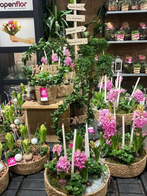 Corbeilles festives – Jacinthes roses et bougies Corbeilles en osier tressé avec jacinthes roses, lierre et grandes bougies blanches, Openflor.