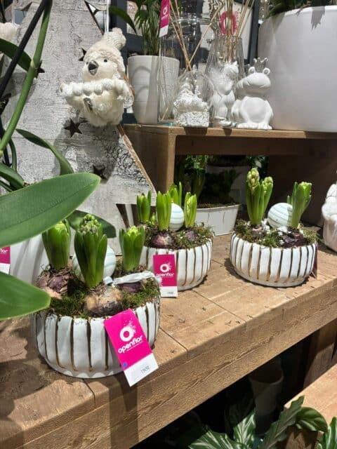 Coupes chic de jacinthes – Design blanc et or Coupes décoratives blanches et dorées avec bulbes de jacinthes et boule effet neige, fleuriste Openflor.