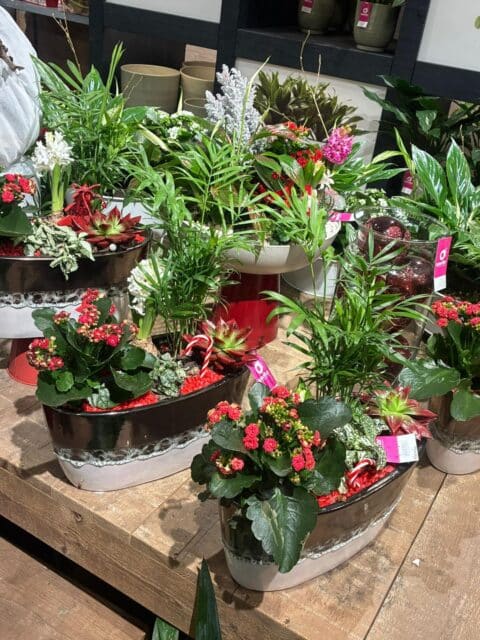 Coupes de plantes durables – Ambiance de fêtes Coupes ovales avec plantes vertes, succulentes, kalanchoé rouge et décorations festives, Openflor Lille.