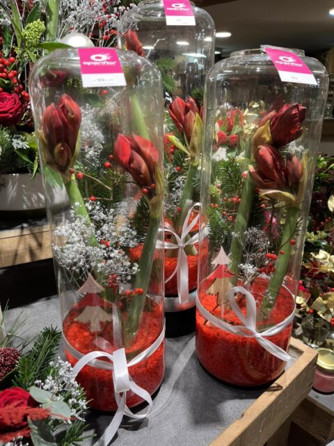 Décoration de table élégante – Amaryllis rouges sous cloche Décorations de table de Noël avec amaryllis rouges dans de hautes cloches en verre, Openflor.