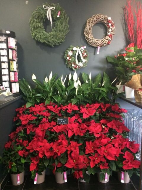 Étalage de Noël – Poinsettias rouges et couronnes festives Étalage festif de poinsettias rouges et couronnes de Noël murales dans la boutique Openflor Lille.