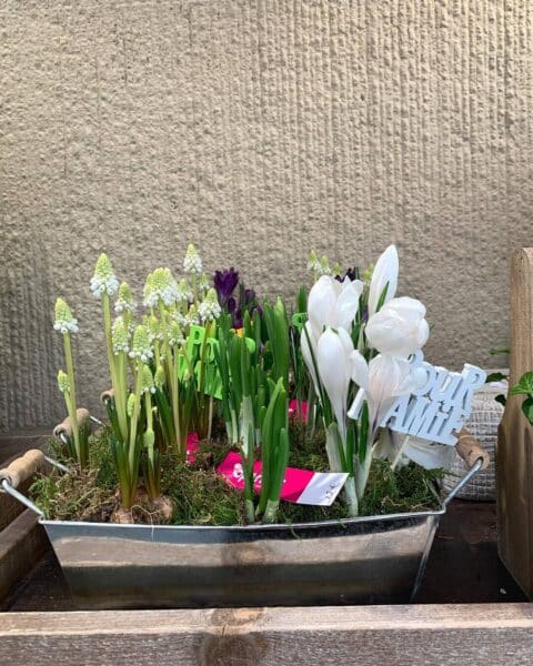 Bac en zinc avec bulbes de muscaris et crocus blancs – Fête des grands-mères Bac en zinc planté de bulbes de printemps, muscaris et crocus blancs pour la fête des grands-mères chez Openflor.