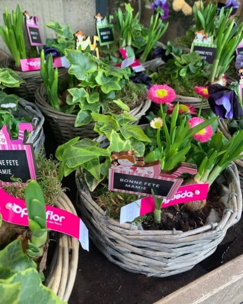 Composition en panier d’osier – Bulbes de printemps et lierre Panier en osier avec bulbes de printemps, lierre et étiquette Bonne Fête Mamie, composition florale Openflor Lille.