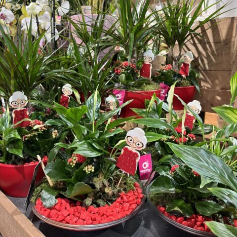 Coupe de plantes Spathiphyllum et Kalanchoe – Décoration Mamie Coupe de plantes d'intérieur avec spathiphyllum, kalanchoe rouge et sujet décoratif mamie, artisan fleuriste Openflor.