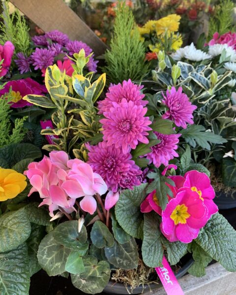 Coupe de plantes fleuries rose vif – Chrysanthèmes, cyclamen et primevère Coupe de plantes fleuries d'extérieur avec chrysanthèmes rose vif, cyclamen et primevère, boutique Openflor.