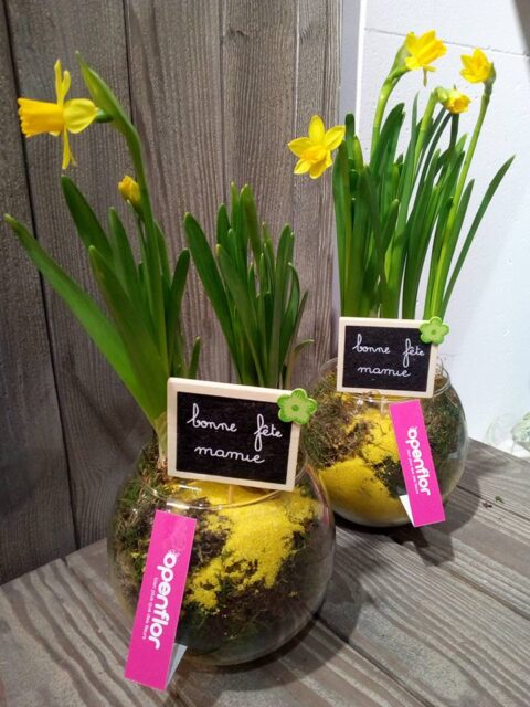 Coupe en verre de bulbes de narcisses – Ardoise Bonne Fête Mamie Coupe en verre transparent avec mousse, sable jaune, bulbes de narcisses et ardoise Bonne fête mamie, Openflor Lille.