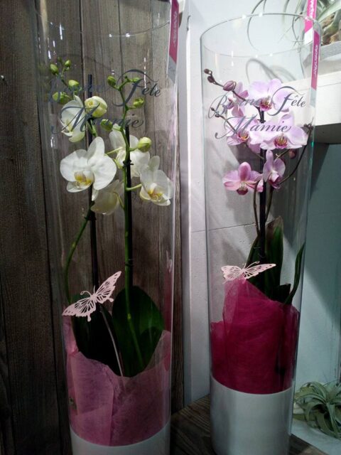 Orchidée Phalaenopsis en cylindre de verre – Lettrage Fête des grands-mères Grande orchidée phalaenopsis dans un vase cylindre en verre avec lettrage Bonne Fête Mamie et papillon décoratif, Openflor.