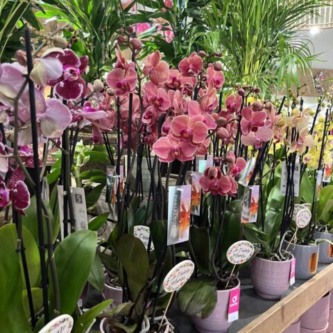 Grand choix d’orchidées Phalaenopsis roses et jaunes Grand choix d'orchidées Phalaenopsis roses et jaunes en pot dans la boutique Openflor pour la fête des grands-mères.