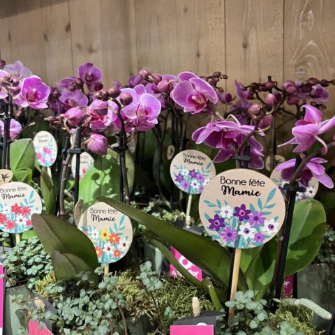 Orchidées Phalaenopsis violettes – Étiquette florale Bonne Fête Mamie Petites orchidées Phalaenopsis violettes en pot avec mousse et étiquette fleurie Bonne fête Mamie, réseau Openflor.