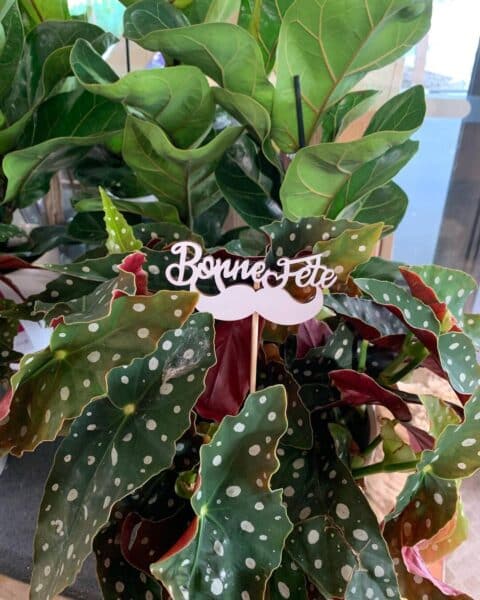 Plante Begonia Maculata – Pic décoratif Moustache Plante d'intérieur Begonia Maculata à pois blancs avec pic décoratif moustache, boutique Openflor.