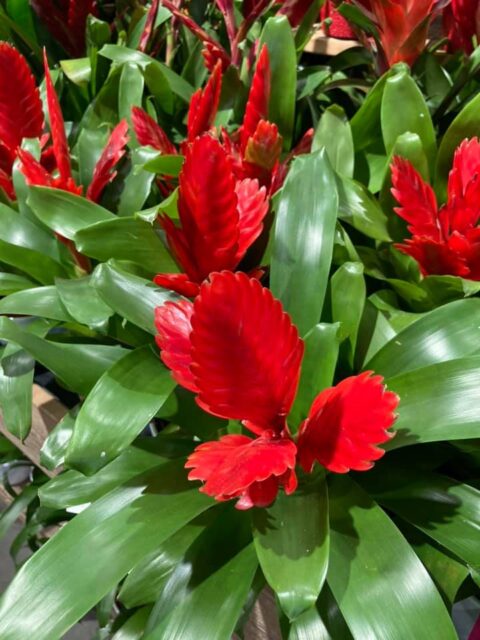 Plante d’intérieur Bromelia rouge Plante fleurie d'intérieur Bromelia rouge vif, idée cadeau fête des pères Openflor Lille.