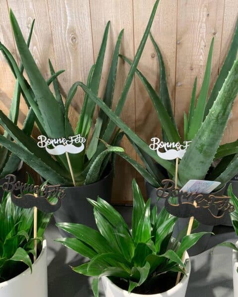 Plante d’intérieur Aloe Vera – Décoration Moustache Plantes succulentes Aloe Vera avec décorations moustache pour la fête des pères, réseau Openflor.