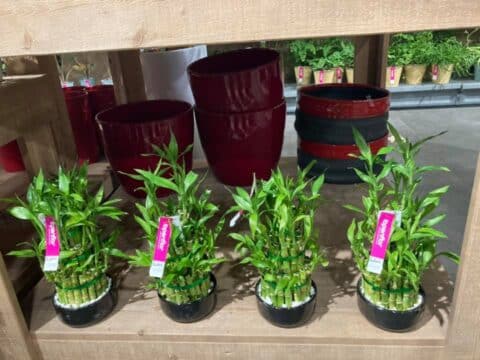 Composition de Bambou de la chance (Lucky Bamboo) Petits pots de bambou de la chance Lucky Bamboo, idée cadeau zen pour la fête des pères, Openflor Lille.