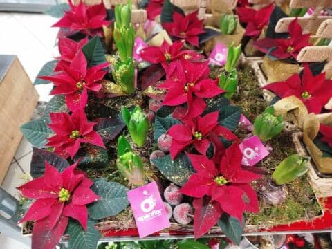 Jardin d’hiver festif – Poinsettias rouges et jacinthes Grande composition festive réunissant des poinsettias rouges et des bulbes de jacinthes, Openflor.